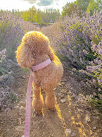 a red poodle at sunset stands in a lavender field, wearing a rose pink velvet walking set with collar and lead, he is facing away from the camera.