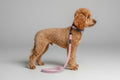 a red poodle with short hair wears a rose velvet adjustable dog collar and matching velvet lead, in a studio against a grey background.