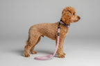 a red poodle with short hair wears a rose velvet adjustable dog collar and matching velvet lead, in a studio against a grey background.