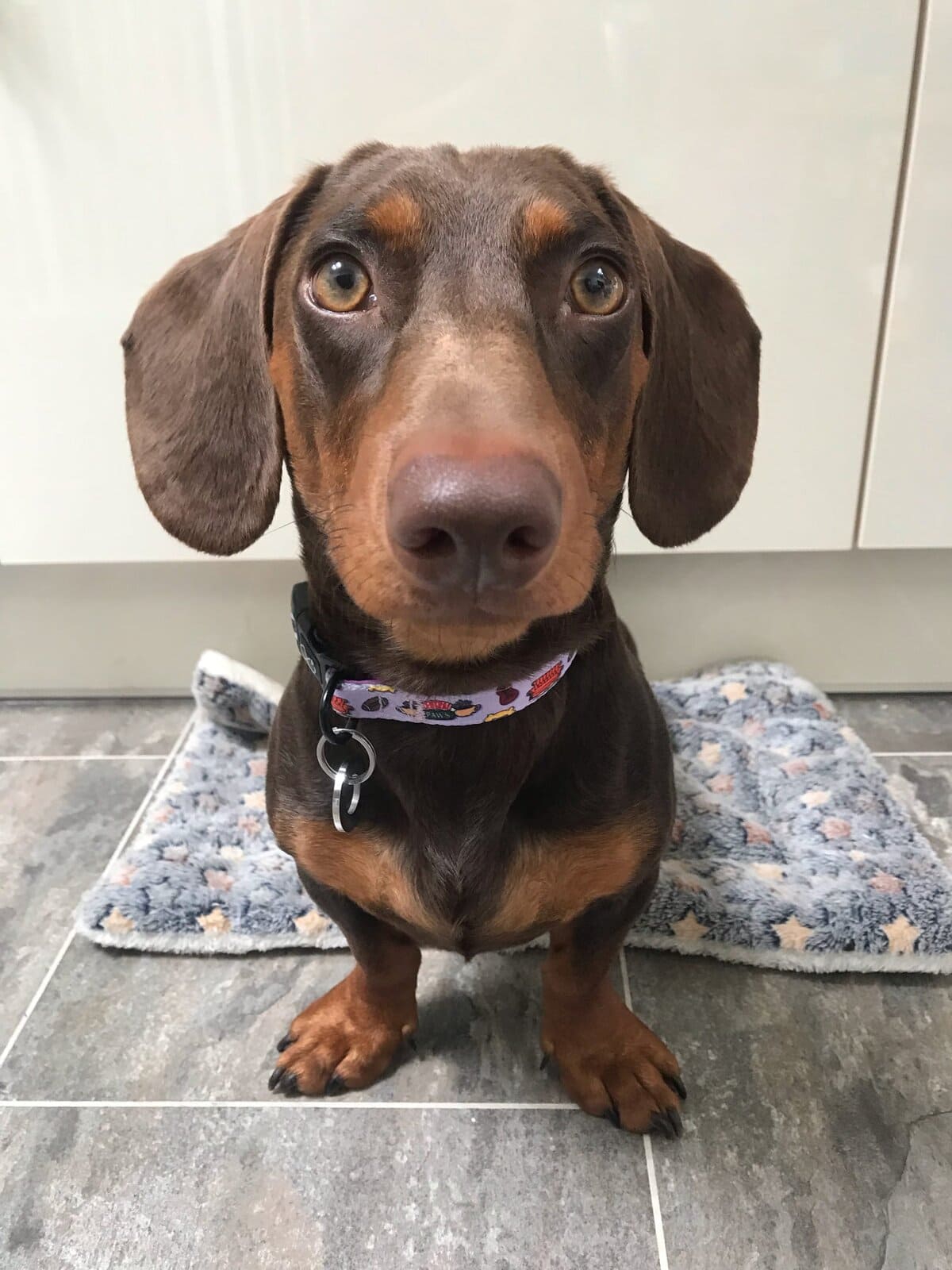 Neoprene dog collar with adjustable fit, perfect for active dogs and outdoor adventures. Comfortable.