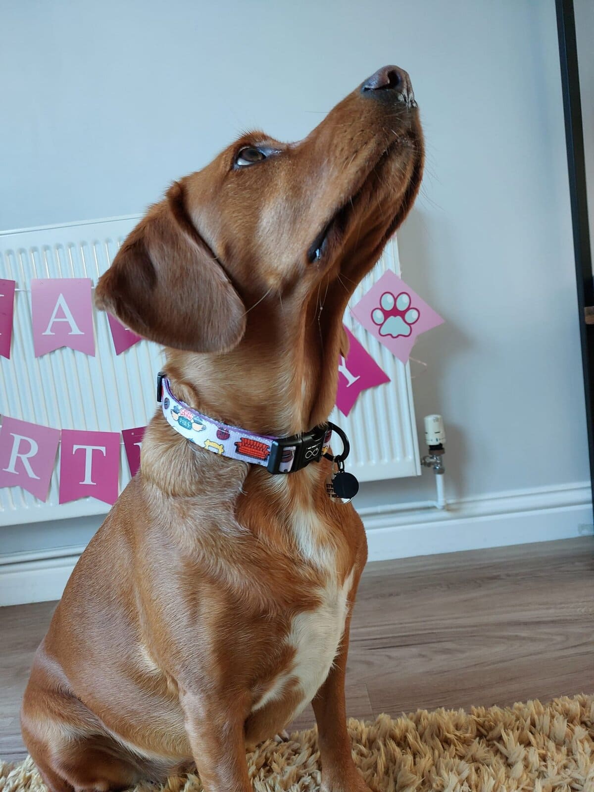 Neoprene Dog Collar with Paw Print Design for Comfort and Style.