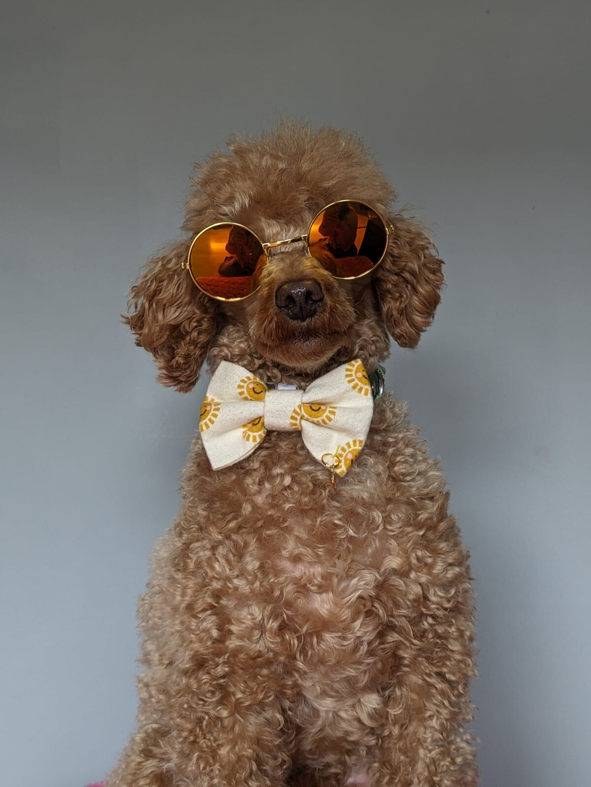 Dog wearing stylish sunglasses and a bow tie with a neoprene collar.