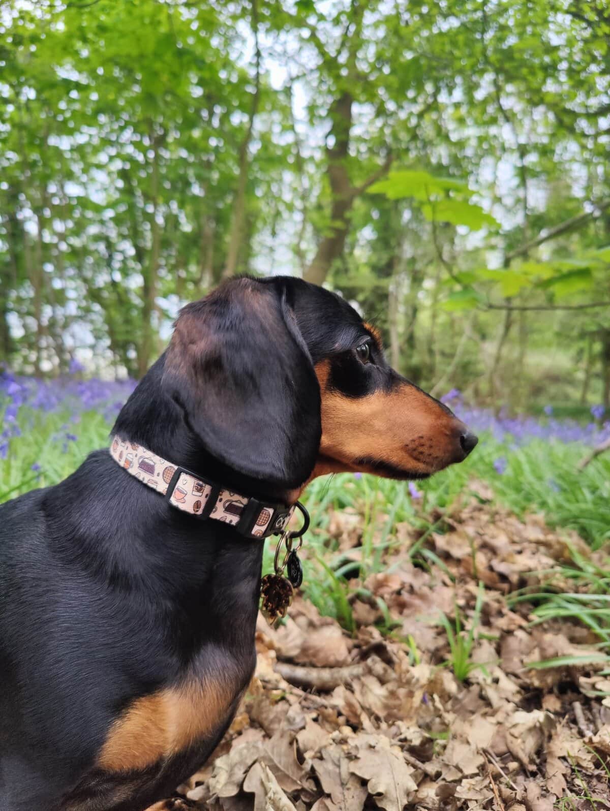 Durable neoprene dog collar with stylish design, perfect for outdoor adventures and everyday walks.