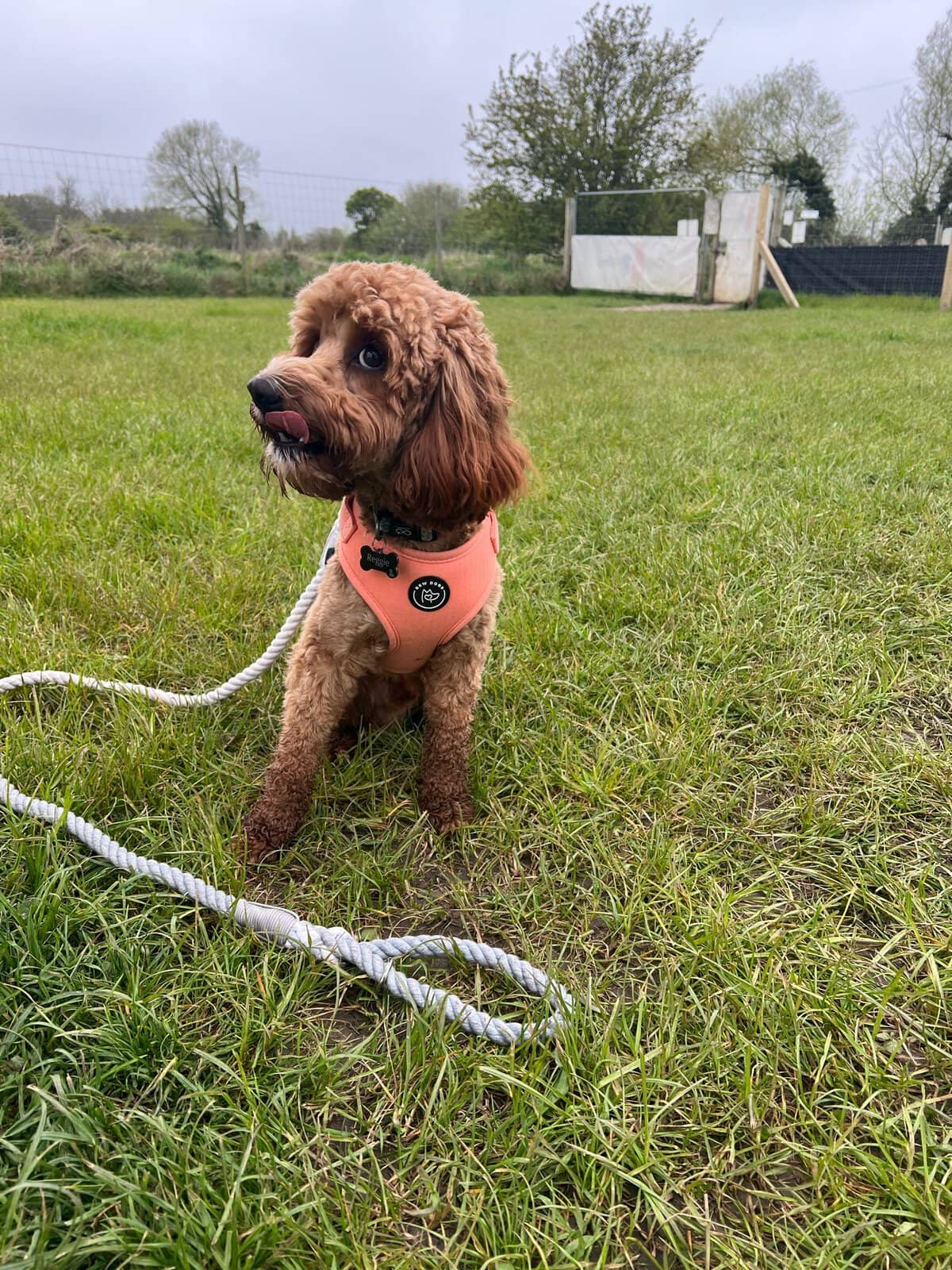 Neoprene dog collar with a cute design, perfect for small dogs and outdoor walks. Comfortable, durab.