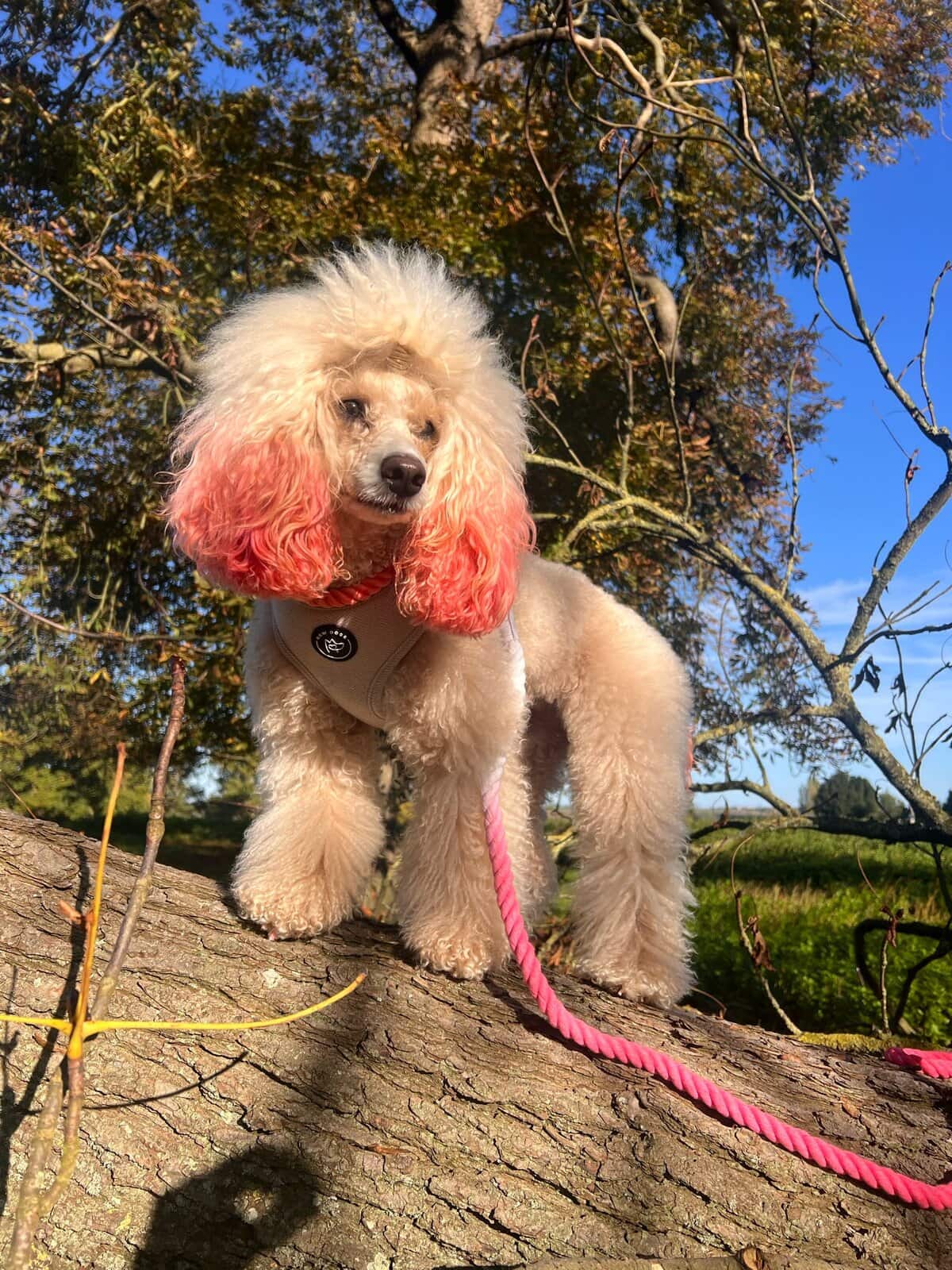 Neoprene dog collar with pink leash, perfect for outdoor adventures and comfort.
