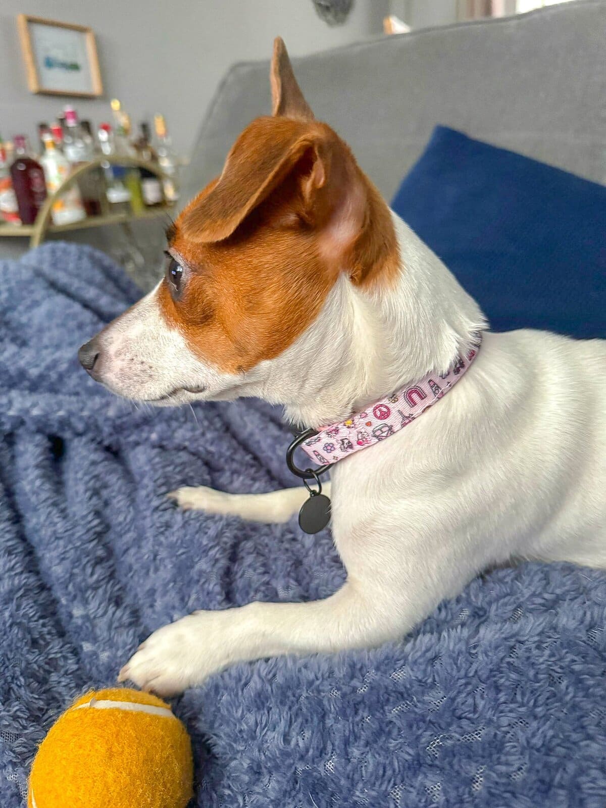 Dog wearing a pink neoprene collar with floral pattern, sitting on a soft blanket.