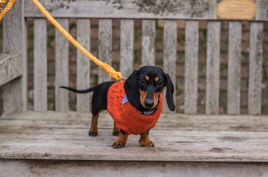 a black and tan small sausage dog wearing a burnt orange jumper on a bench