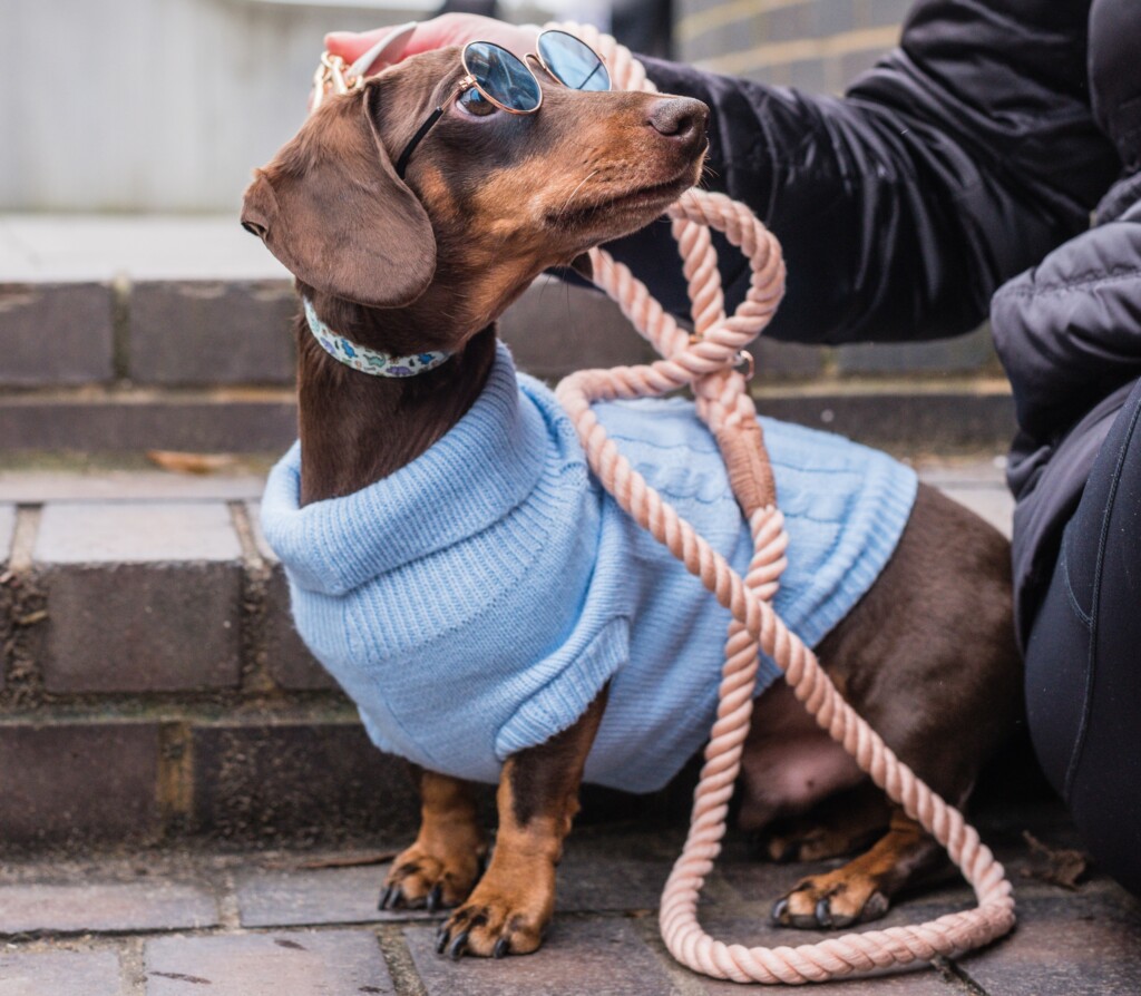 A brown sausage dog with a blue jumper and peach lead, wearing sunglasses