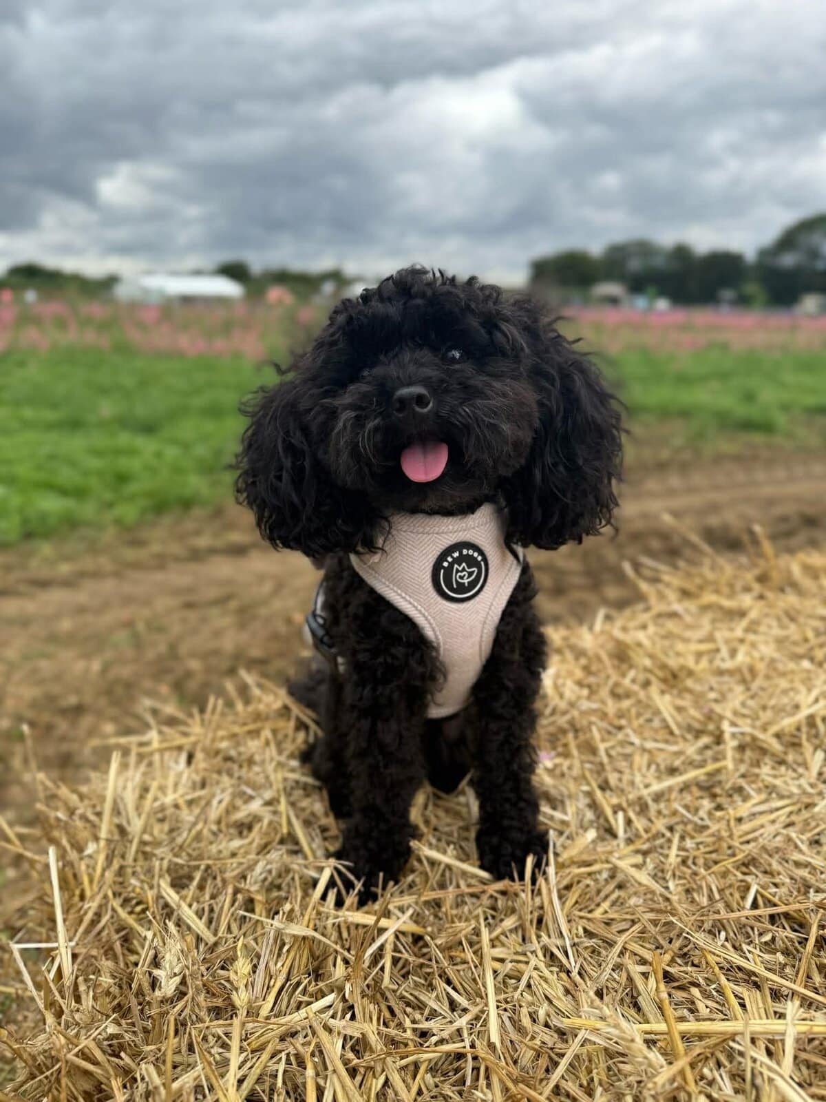a tiny black toy poodle wears a tweed harness, she sits on hay