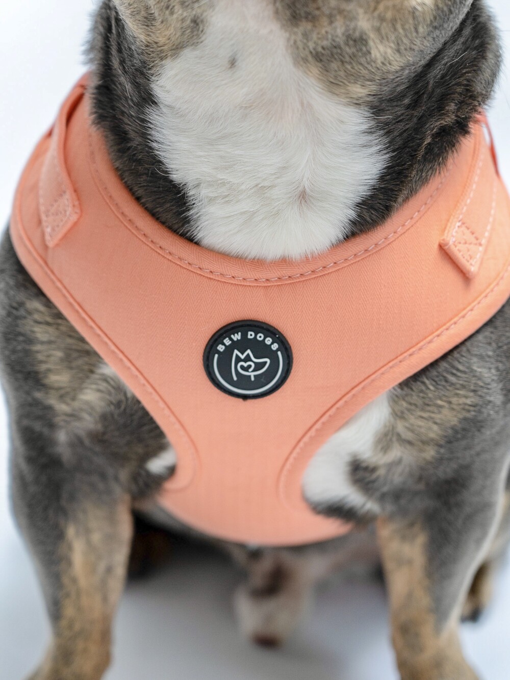 a close up or a bright peach harness on a grey and white dog, with a black branding logo.