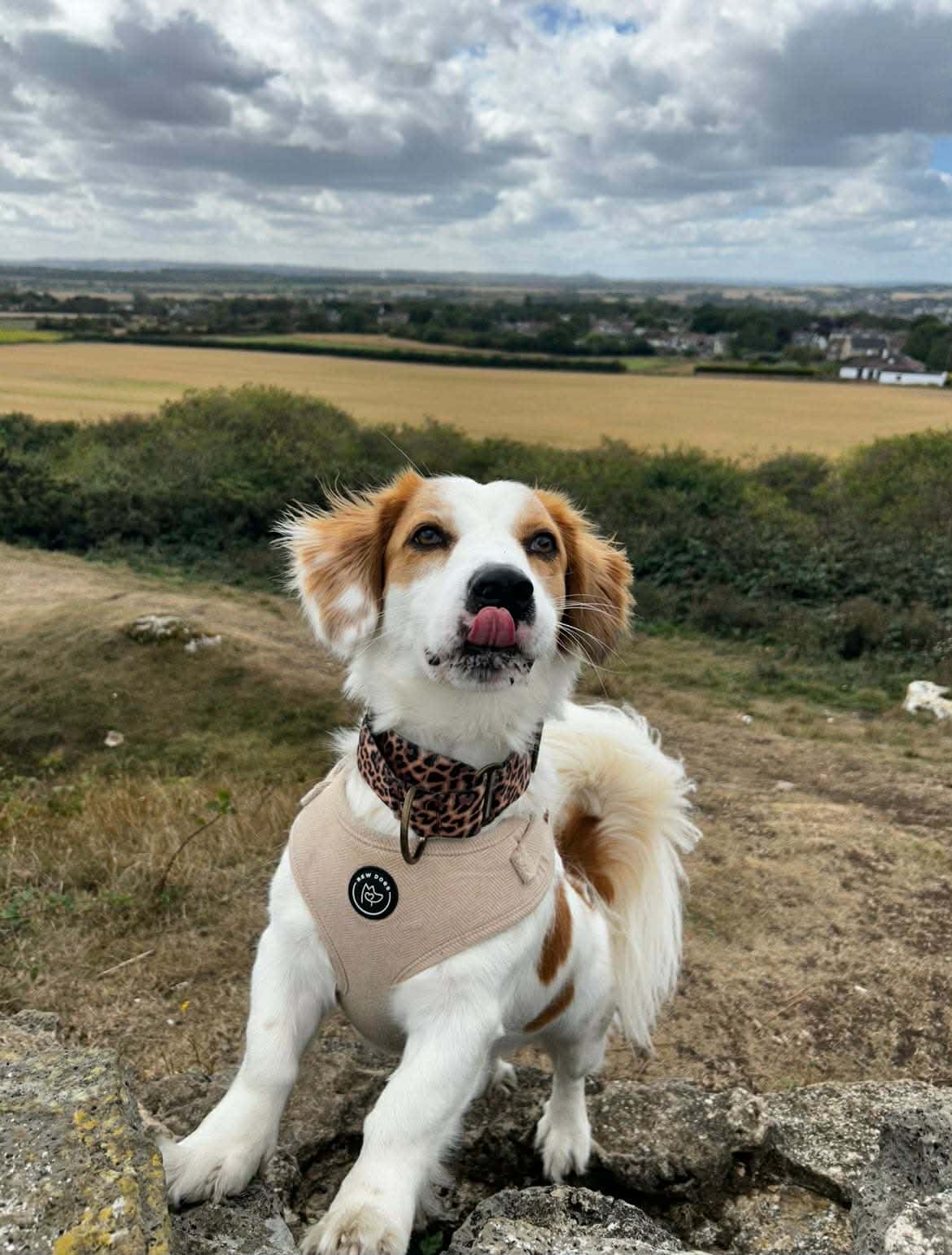 a white rescue dog plays in the field, he is wearing a cream bew dogs harness