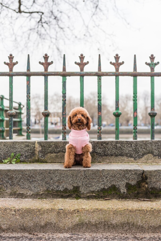 A small red poodle wearing a pink cable knit jumper, sitting on a step in front of the river thames, on a lovely dog walks in london. 