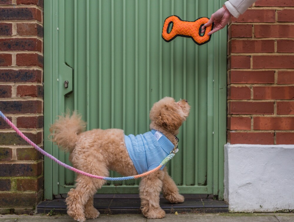 A beige dog wearing a blue jumper and rainbow lead, in front of a cute green door, reaching for a durable bone shaped orange toy.
