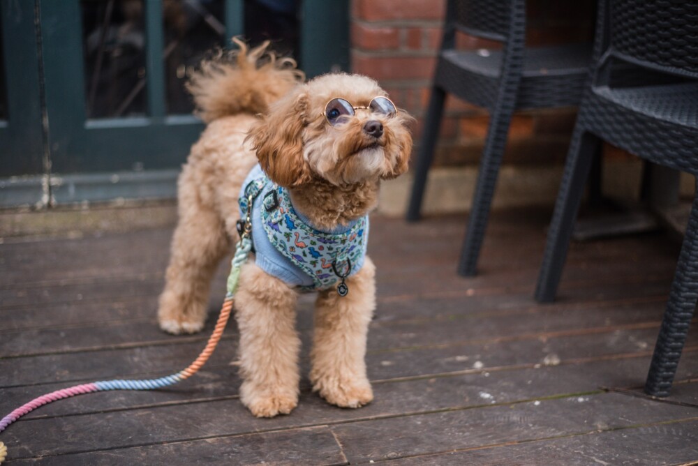 A fluffy beige dog wearing a blue harness and blue doggy specs