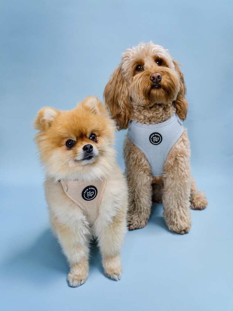 Two fluffy dogs wear Bew Dogs harnesses in blue and sand