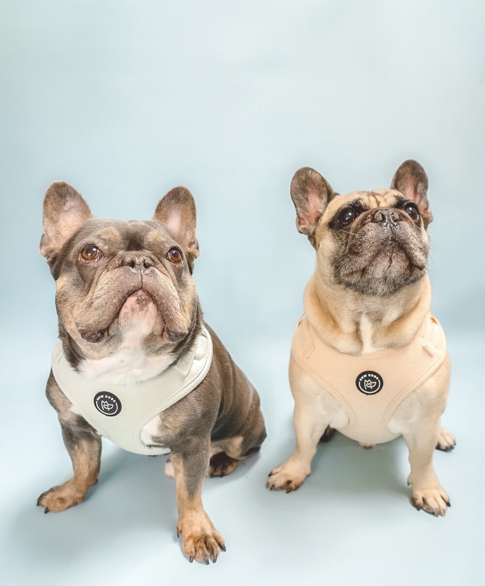 Two french bulldogs wearing green and sand harnesses
