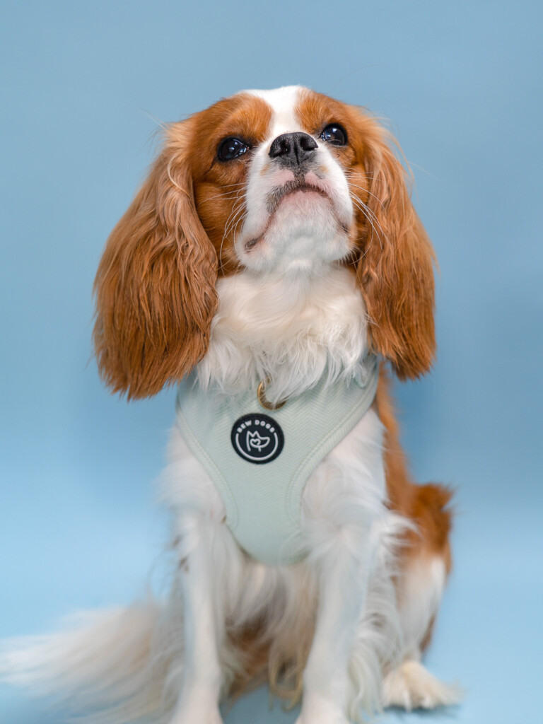 A very cute white and tan spaniel wearing a stunning green harness in luxury and sustainable material, against a plain background. 