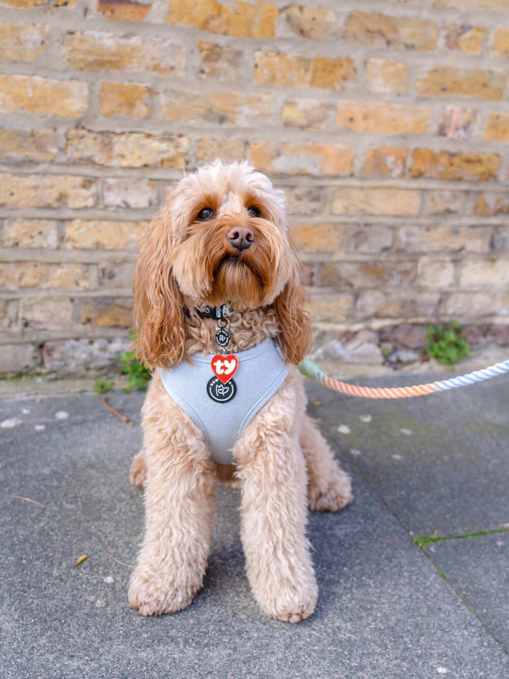A fluffy dog in front of a brick wall wearing a harness, tag and with a rainbow lead