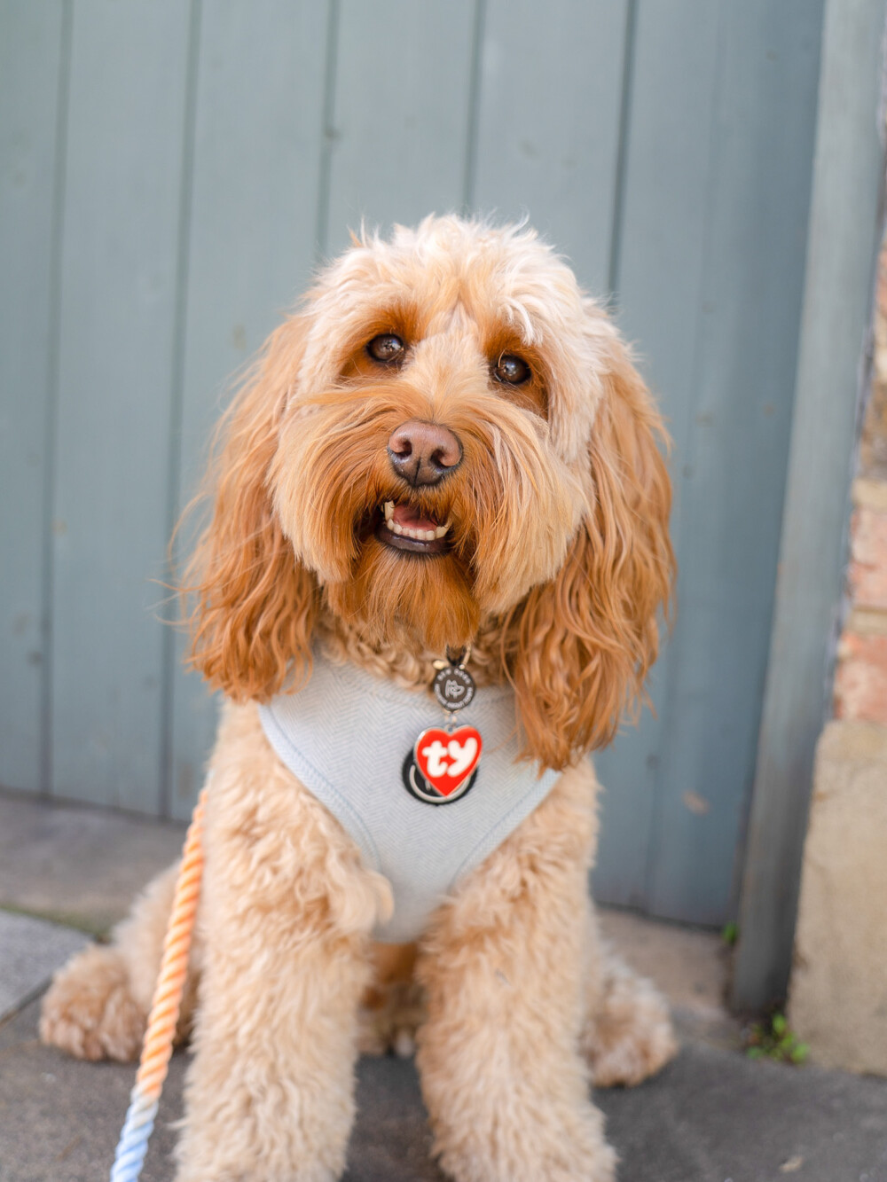 A cockapoo wearing a cute blue harness and TY tag
