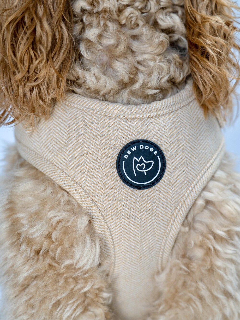 A close up of a cream harness on a biege dog with the Bew Dogs logo