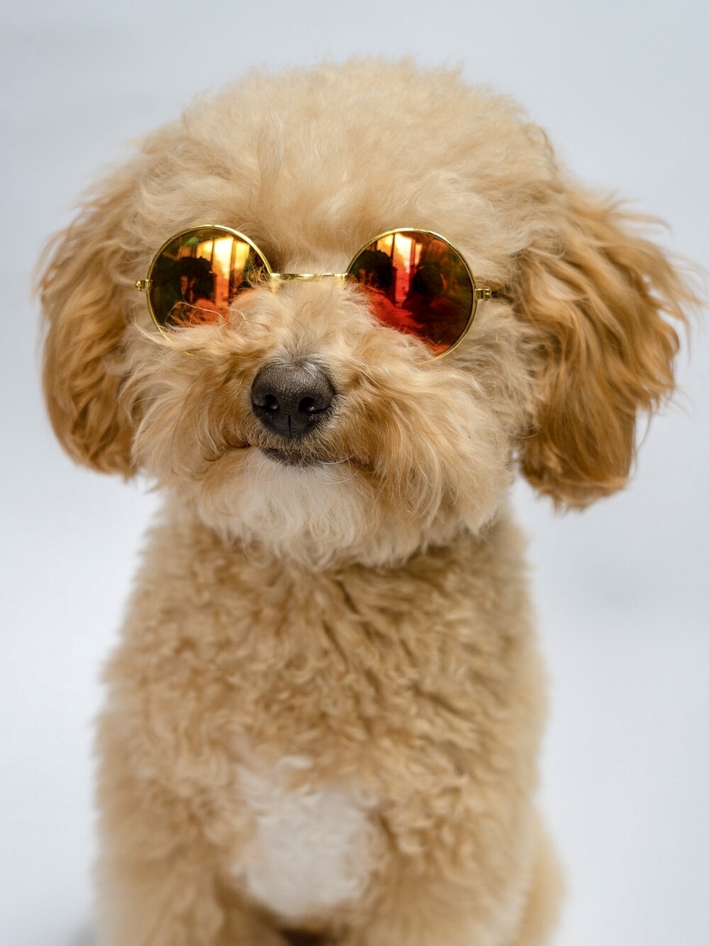 Beige fluffy dog wearing orange sunglasses