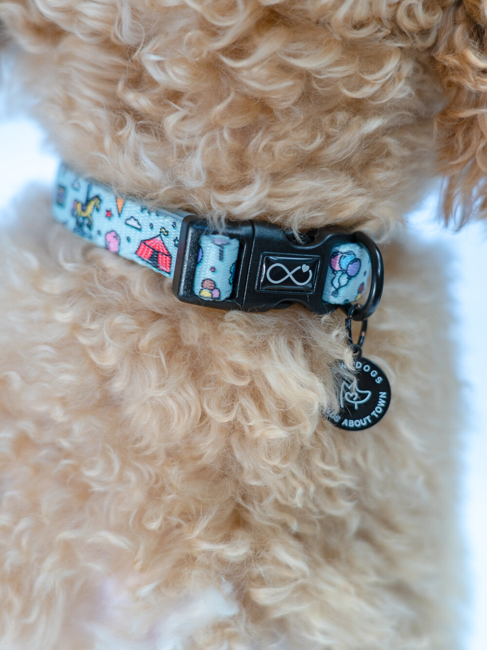 Close up of blue green collar on fluffy dog