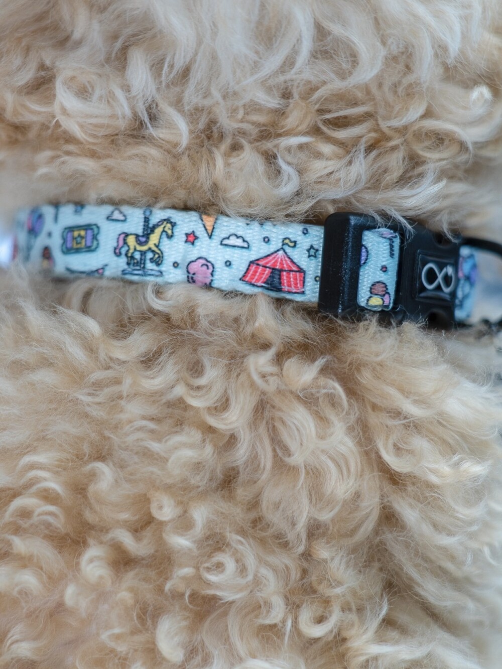 Close up of green circus collar on a fluffy dog