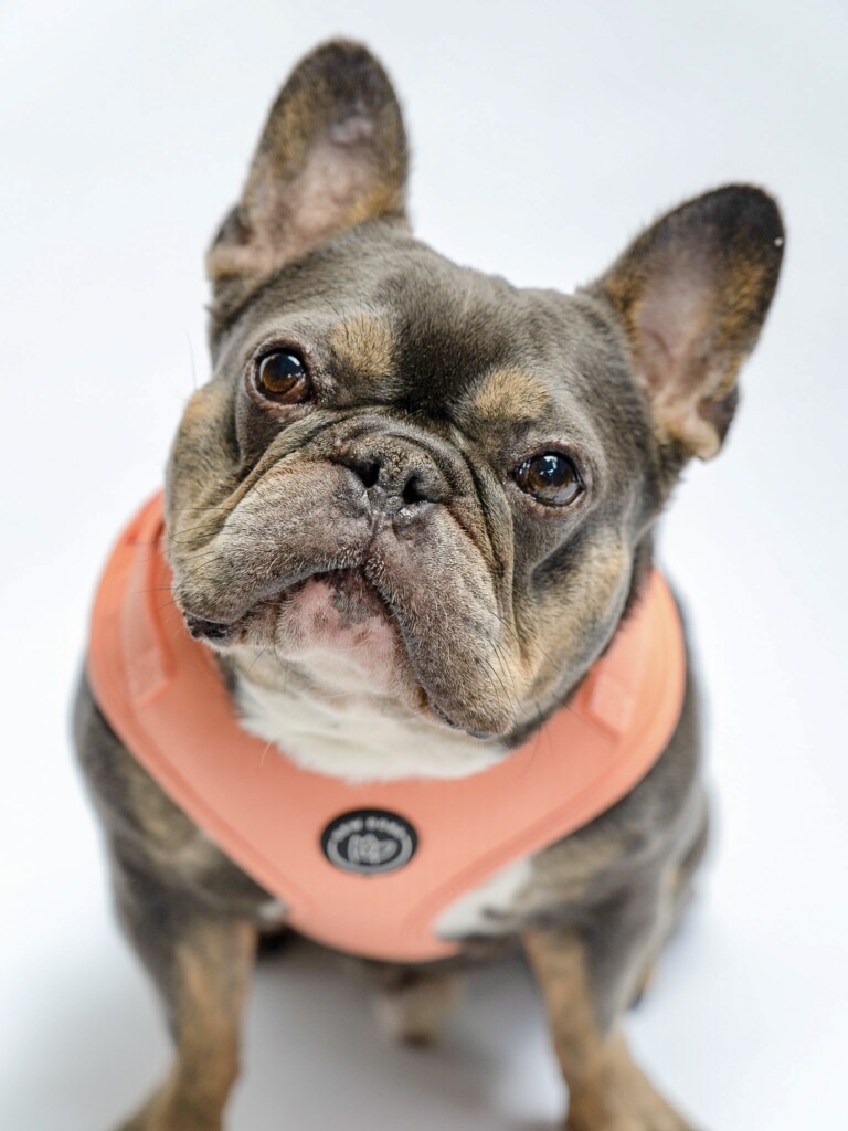 A cute grey and white French bulldog wearing a peach orange dog harness, against a white background. 