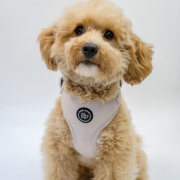 Dog wearing an adjustable harness for in stylish herringbone, for everyday luxury