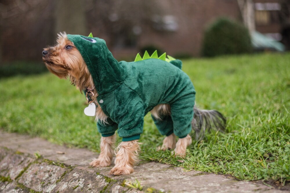 a cute small dog wearing a dinosaur costumer on grass.