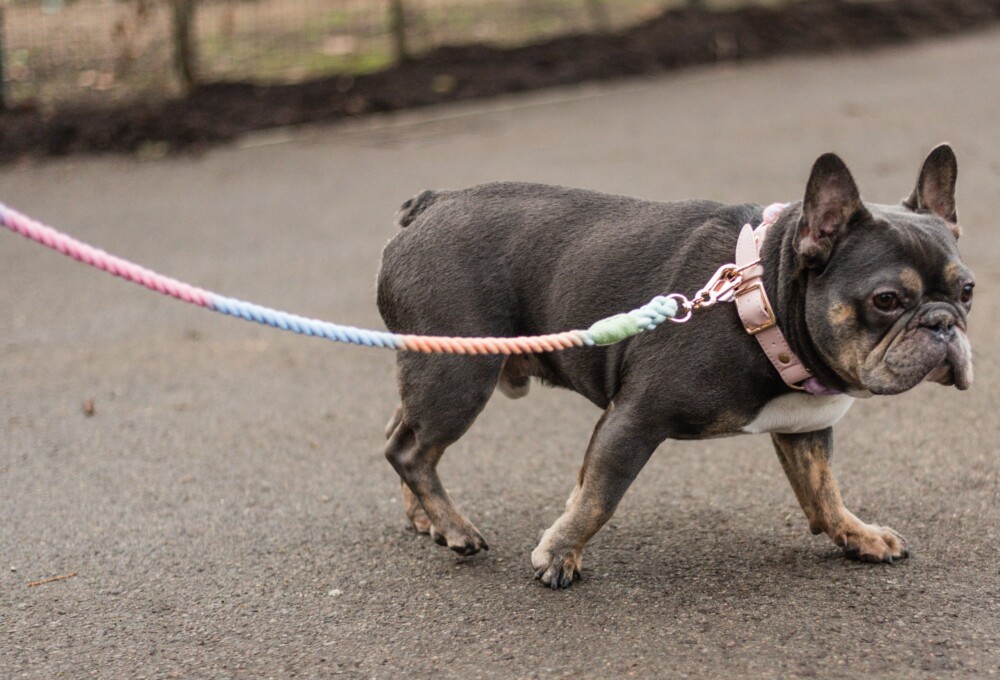 A blue french bulldog wearing a pink collar and rainbow lead outside.