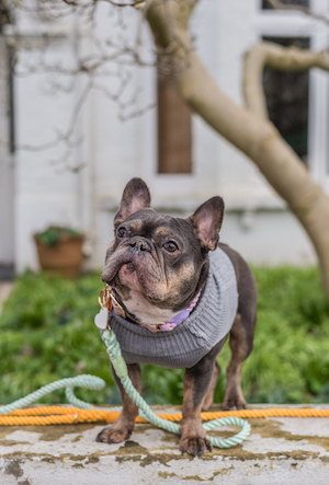 Cute grey french bulldog wearing a grey jumper and a mint green rope lead, outside on a white wall in front of a garden. 