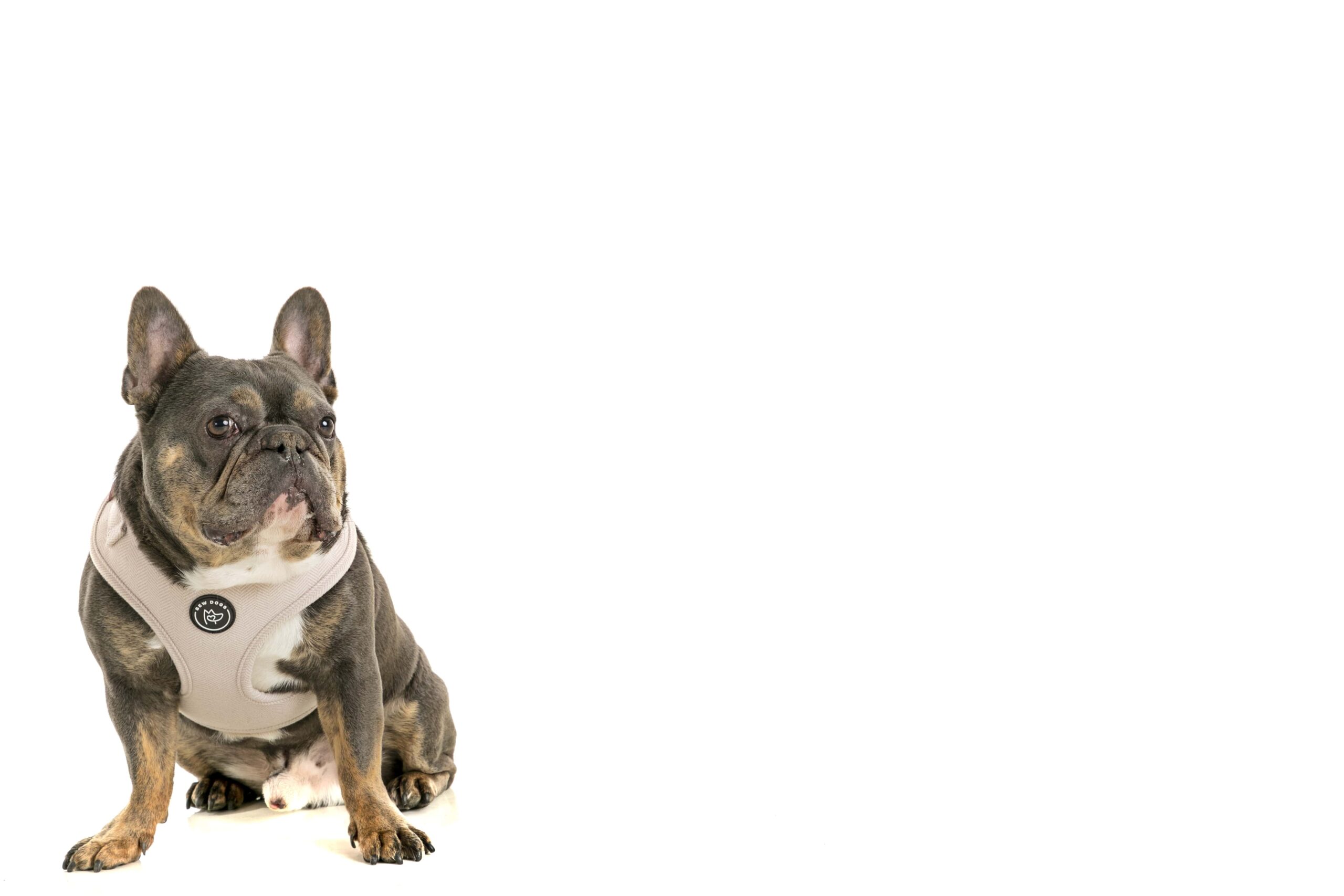 a grey French bulldog wearing a lilac harness and sittingagainst a white background. 