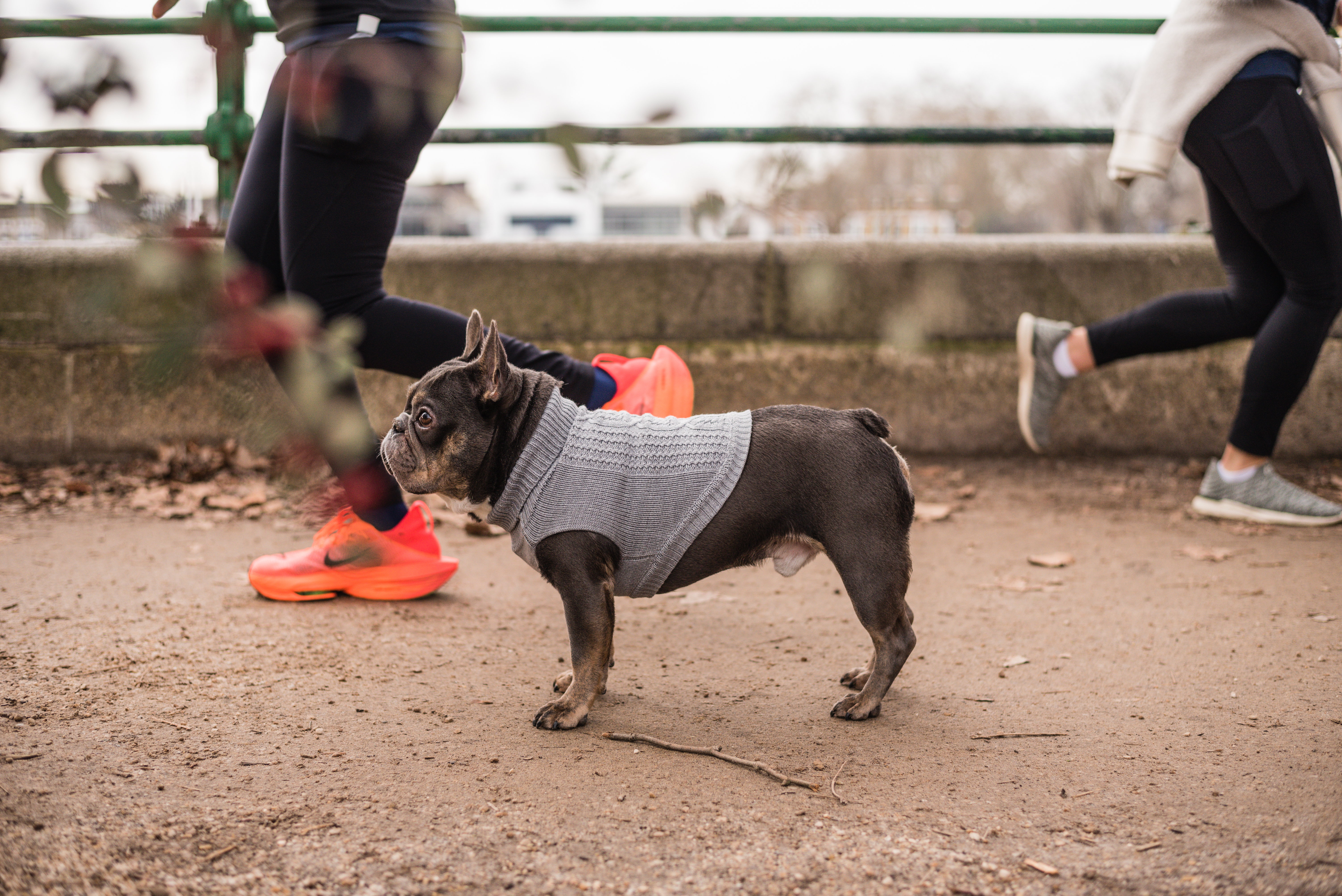 a small grey french bulldog wearing a cute grey cable knit sweater, in a park with runners going past. He is enjoying a dog walk in london