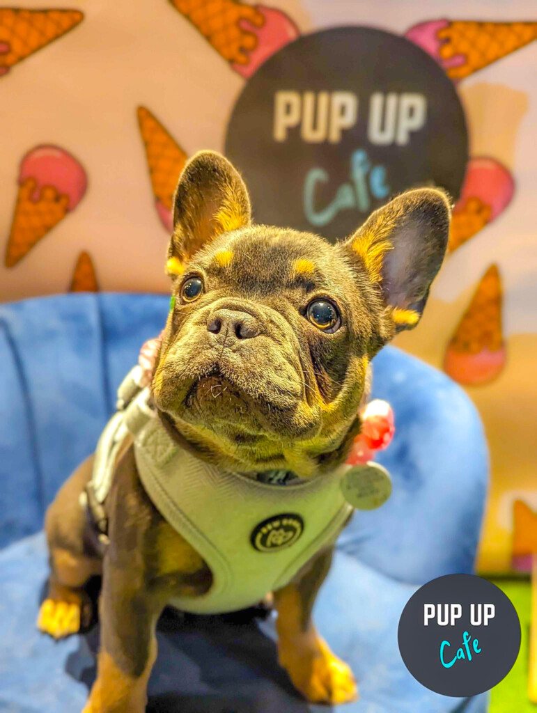 a cute french bulldog wearing a bew dogs branded harness, sat on a velvet blue chair at a christmas dog event for pup up cafe.
