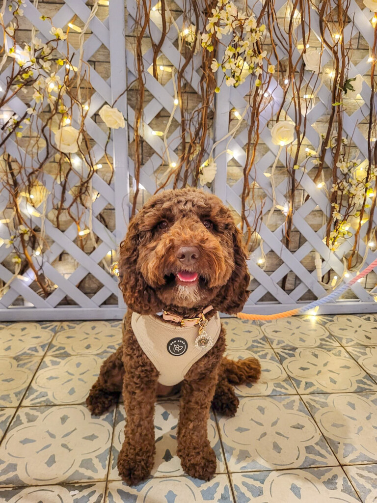 a cute brown fluffy dog, at a dog friendly events wearing a bew dogs harness in front of a cute wall with autumnal leaves and fairy lights