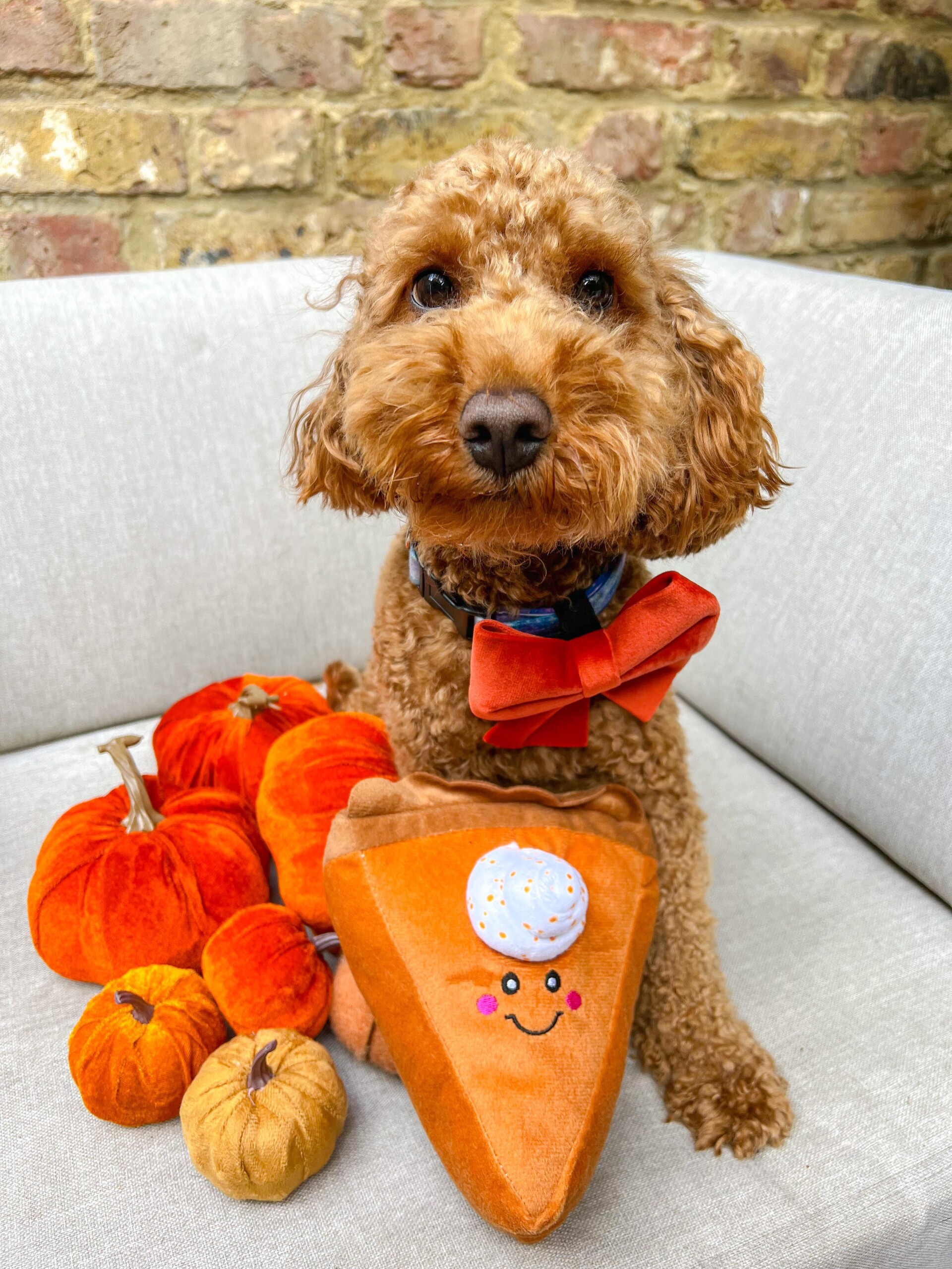 A cute red poodle surrounded by stylish autumn dog accessories, namely a squeaky slice of pumpkin pie toy 