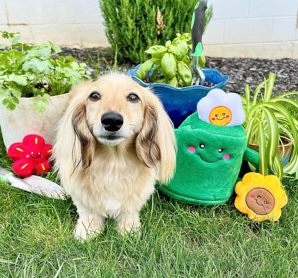 a cute blone sausage dog with long hair in a garden with a watering can enrichment burrow toy with flower toys to go inside.