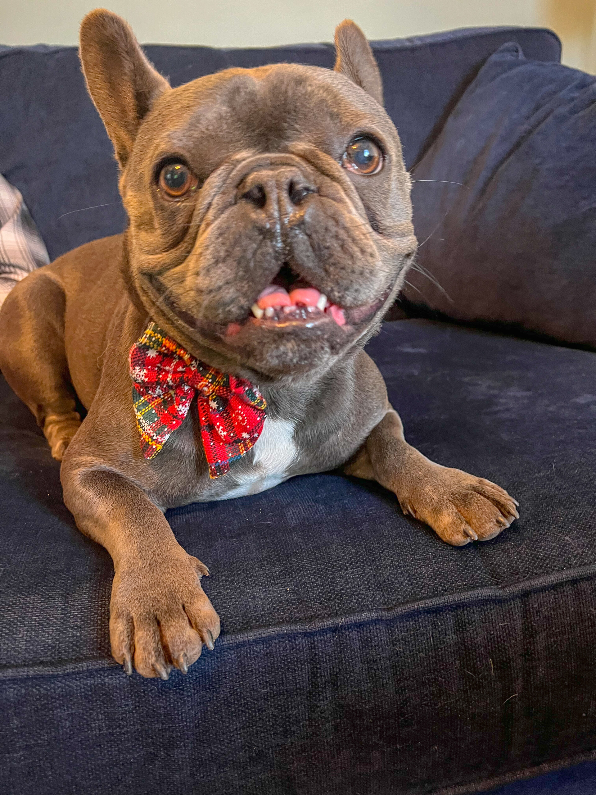 A grey french bulldog sitting on a blue sofa wearing his red christmas dog collar and matching sailor bow, ready for all his festive events