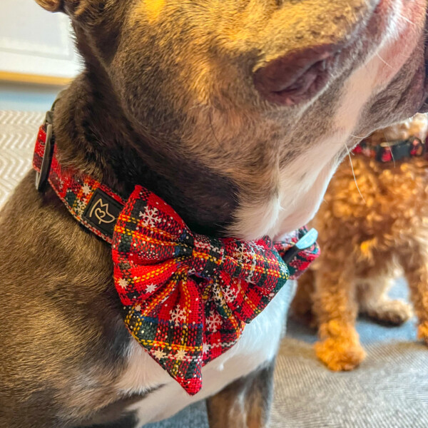a close up of a red tartan collar with matching bow, on a grey french bulldog with a white chest.