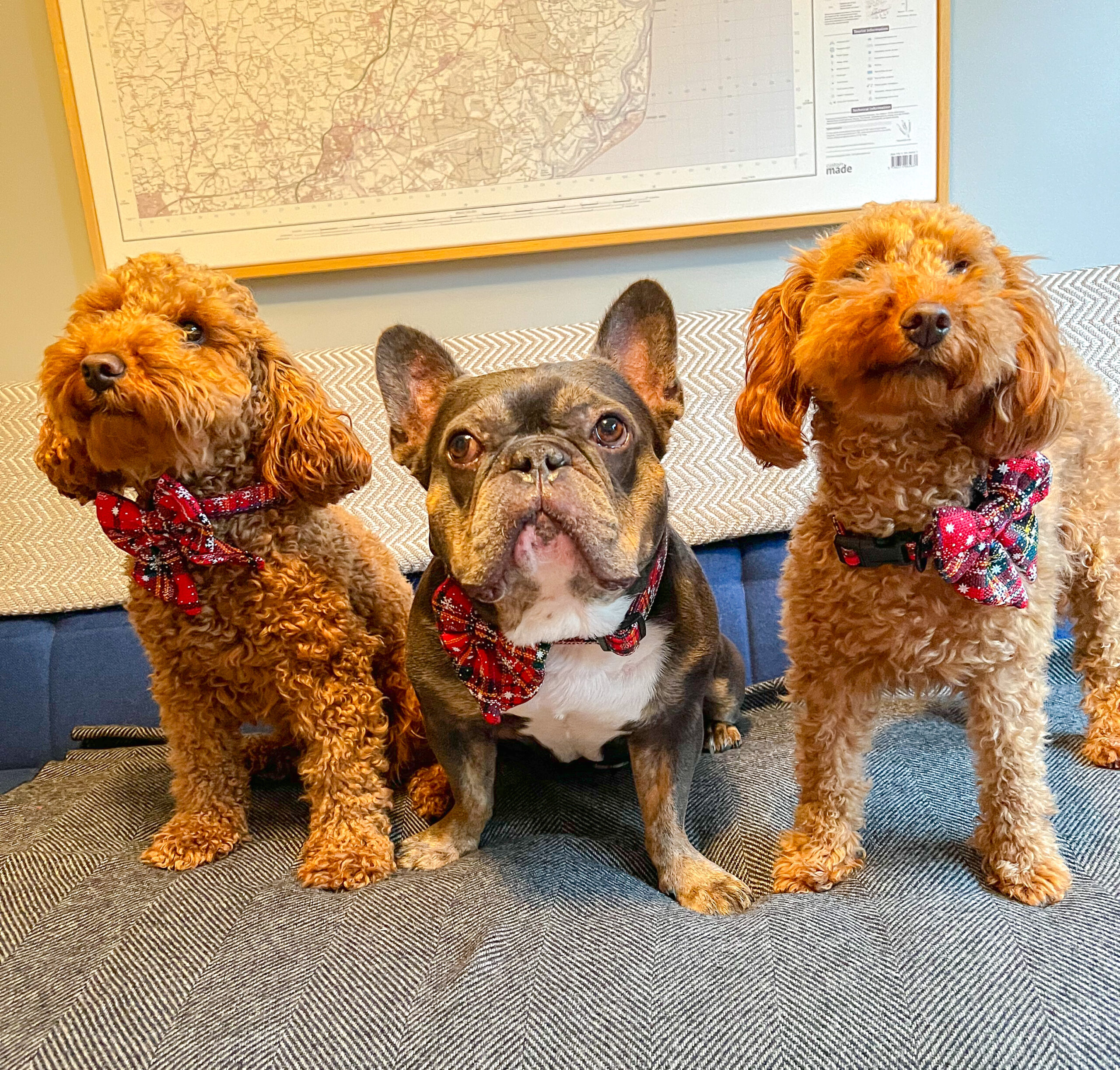 Two poodles and a french bulldog wearing red christmas themed collars with matching bows, sat on a grey sofa together looking at the camera. They look ready for their Christmas dog events that they have planned.