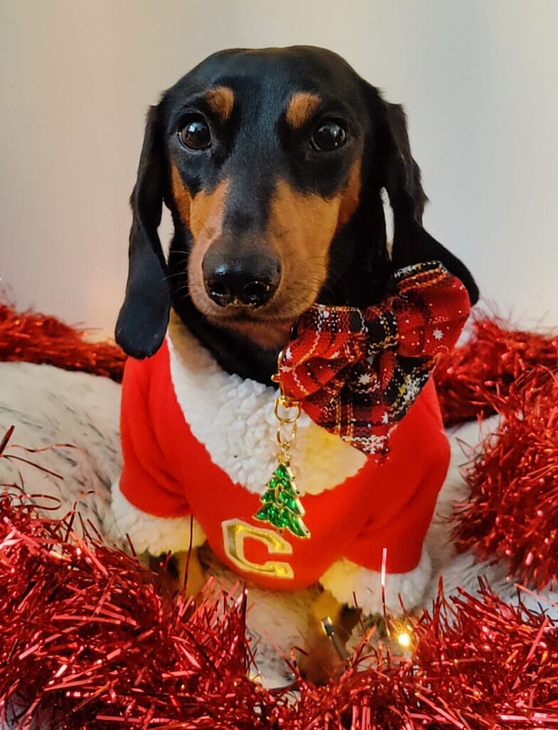 A black and tan dachshund dog wearing a santa suit, with some tinsel is also wearing a Bew Dogs red Christmas collar and bow. There is some red tinsel in front of her.