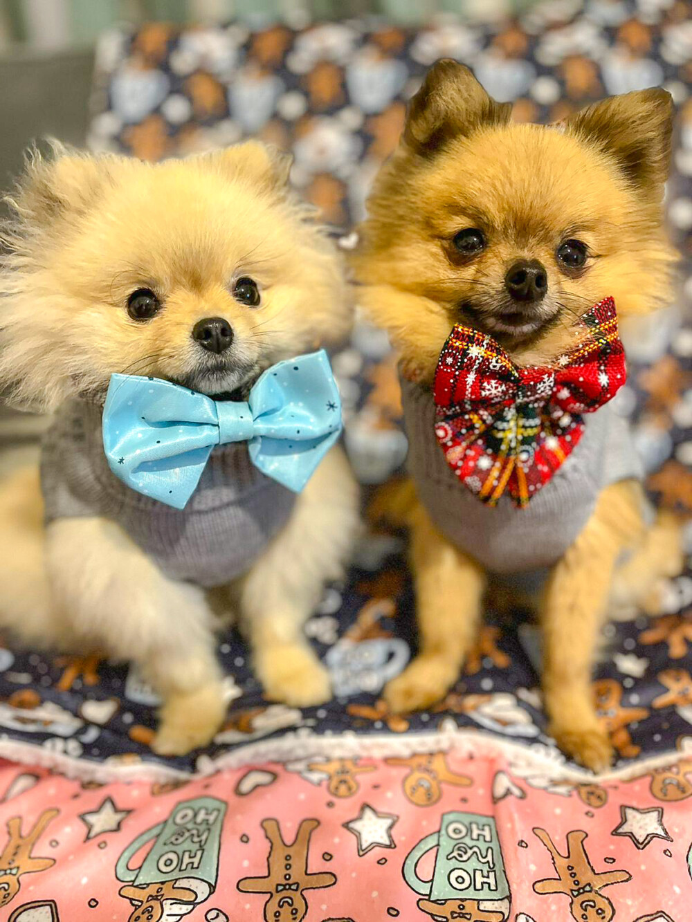 Two cute, small, fluffy pomeranian dogs wearing winter dog bow ties and grey cable knit jumpers.