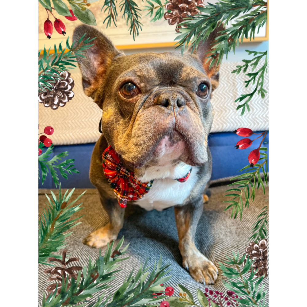 A blue and tan french bulldog is sitting on a blanket, wearing his christmas collar from bew dogs, with his gestive red bow tie showing. the photo has a festive floral frame.