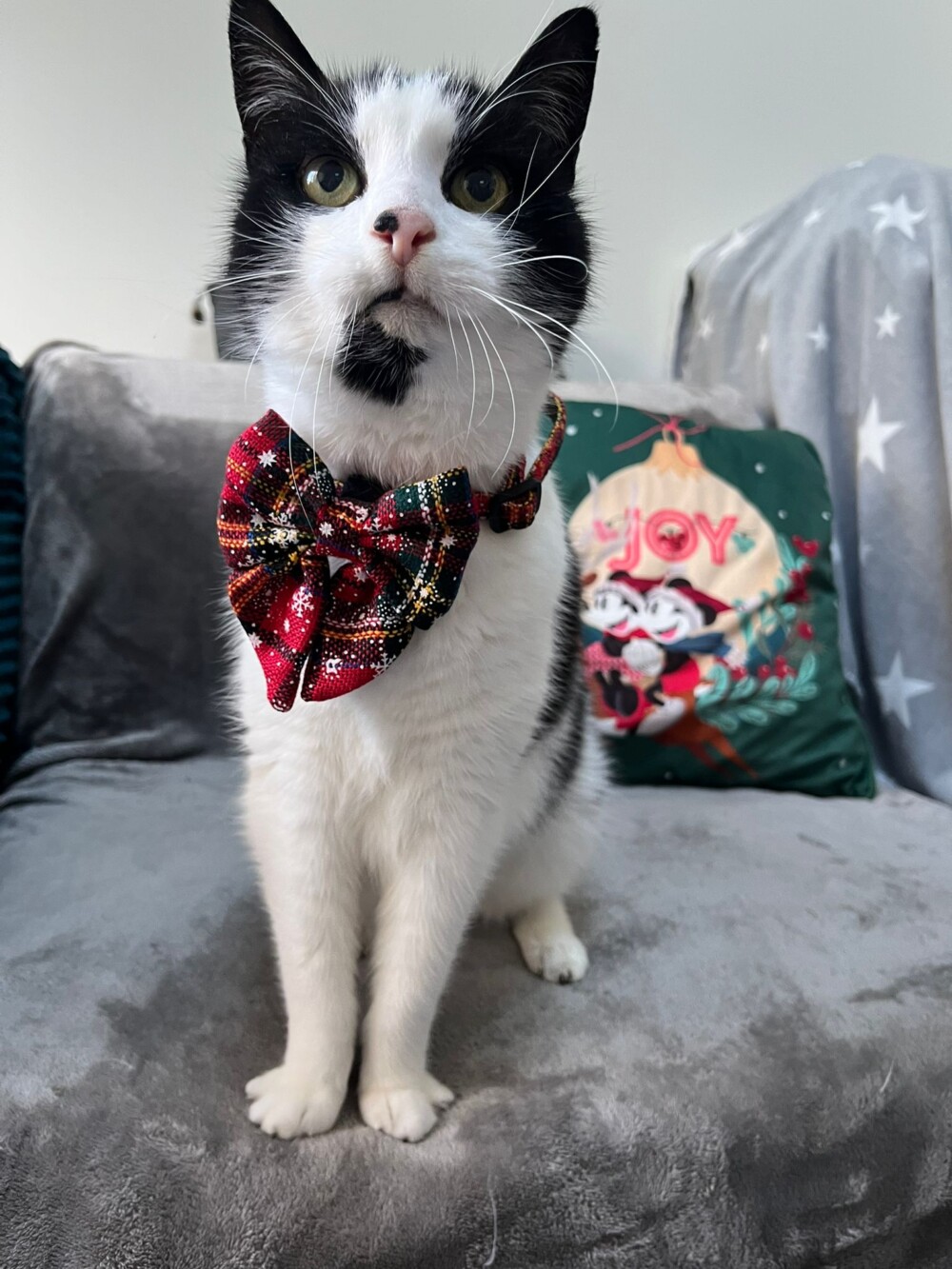 a black and white cat, wearing a festive collar with large bow sits on a grey blanket on a sofa with a christmas cushion in the background.