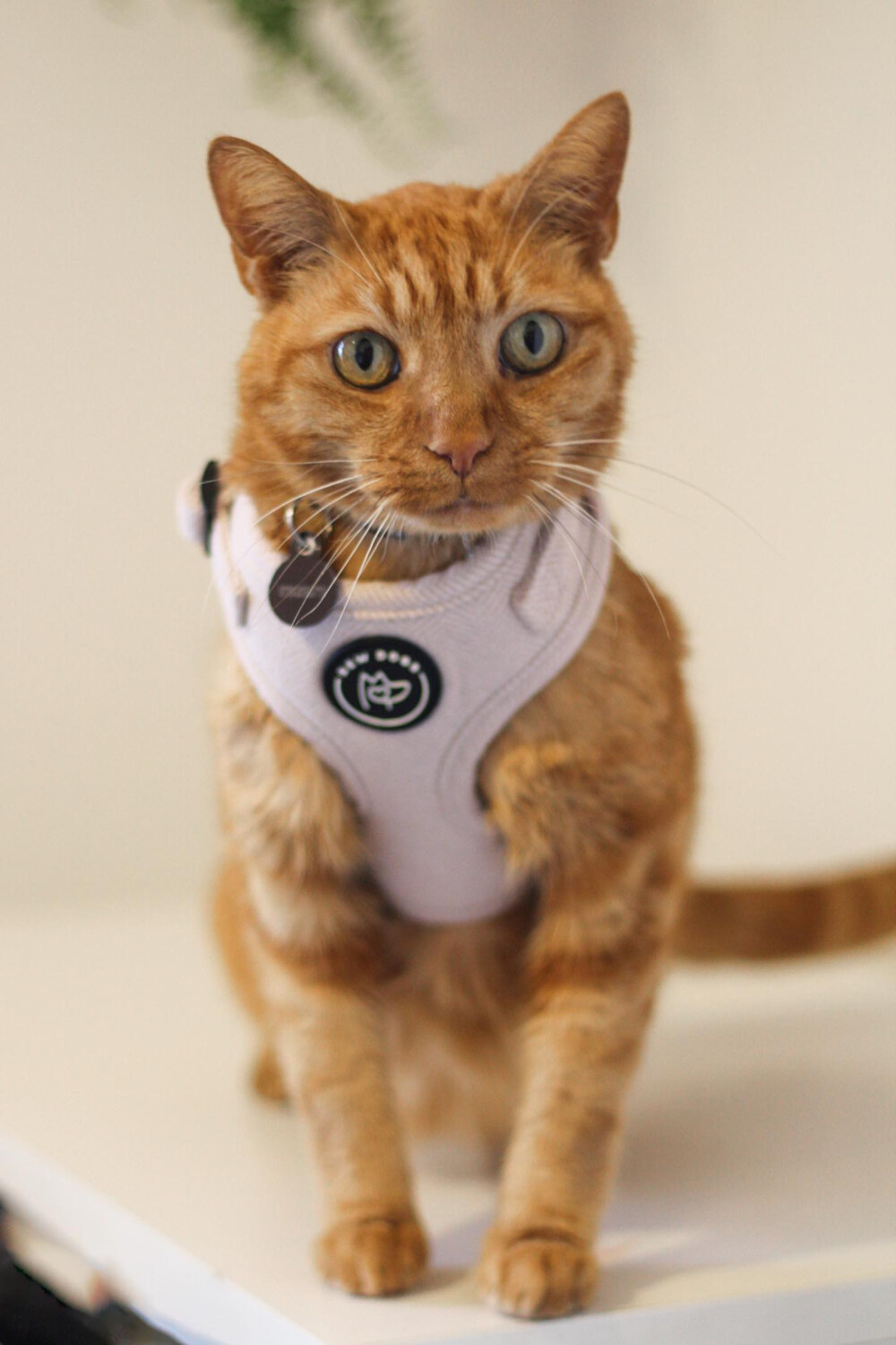 a red tabby cat, wearing a lilac herringbone cat harness sits on a white countertop