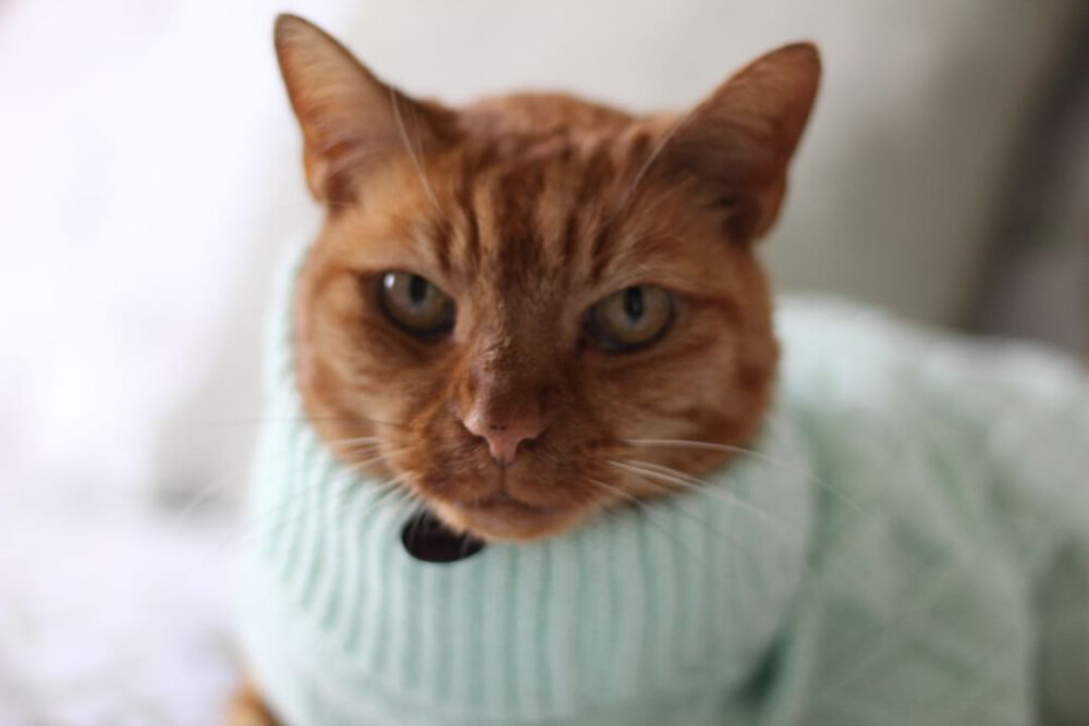 A fluffy, tabby cat with stripes on her head, is wearing a mint green, phoenix yarn cable knit cat jumper. The background is unfocused
