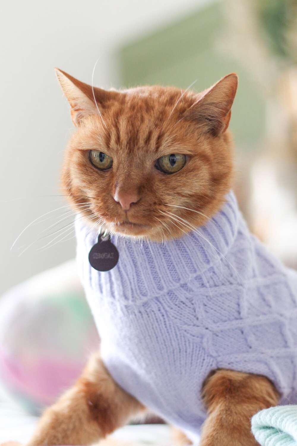 A fluffy, tabby cat with stripes on her head, is wearing a lilac phoenix yarn cable knit cat jumper. The background is unfocused
