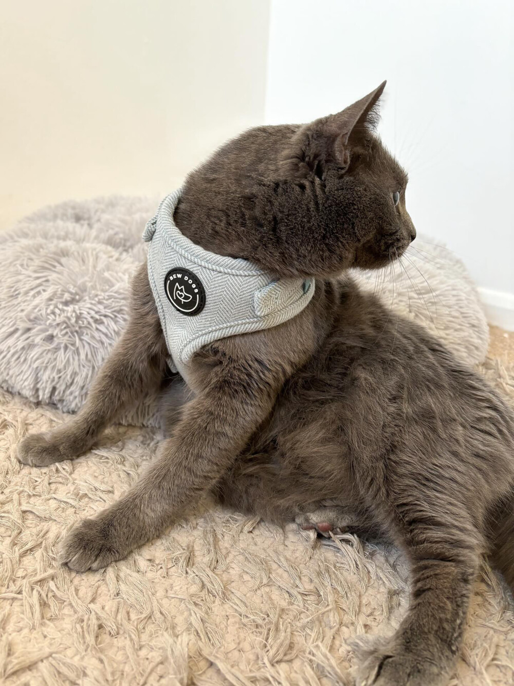 A dark grey coloured cat, is wearing a sky blue harness and sitting on a grey fluffy cushion, looking away from the camera