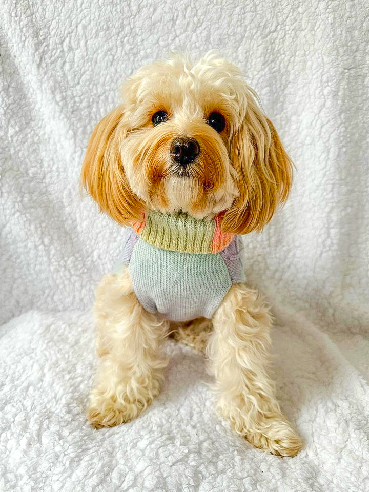 a very cute white fluffy dog wearing a rainbow phoenix yarn cable knit dog jumper, against a white background. 